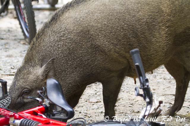 After finding the food, the adult boars knock over the bicycles so that they can grab the food from the baskets. They seem to have a liking for potato chips and can smell them inside their air tight packaging.