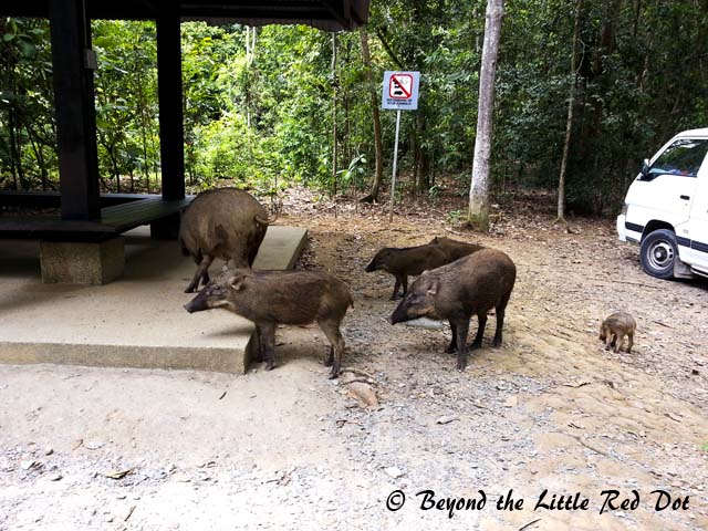 A family of wild boars were at the entrance to Chek Jawa. They weren't aggressive and I think they have probably gotten used to visitors.