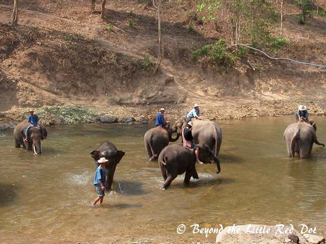 Cooling down in the summer heat.