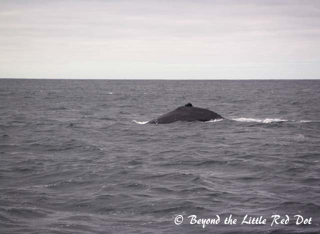 Southern Right whales and humpback whales are usually seen.