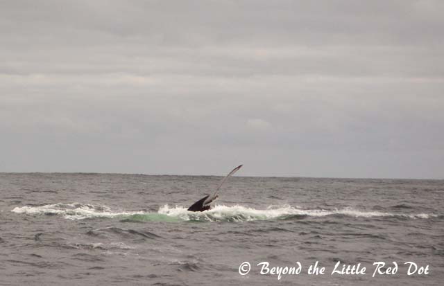 As Natgeo as I can get.