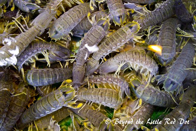 Hong Kong is famous for their 'Lai Liu' or Pissing shrimps. I don't know why they are called that, but these are actually Mantis shrimps, and they are really huge.