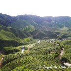 Cameron Highlands