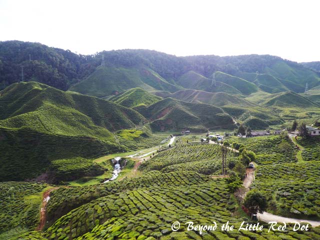Tea plantations are the big draw for tourists. You get to see how they harvest, dry and process the tea leaves.