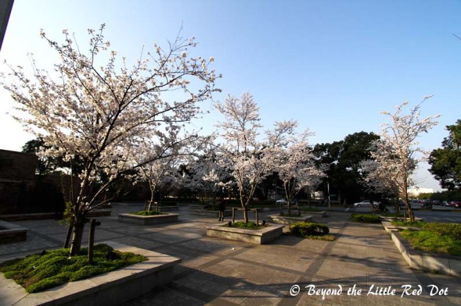I reached the small park where the cherry trees were. Someone else was already there to admire the flowers.