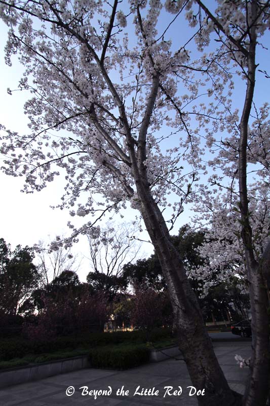 No leaves, just small pale flowers.