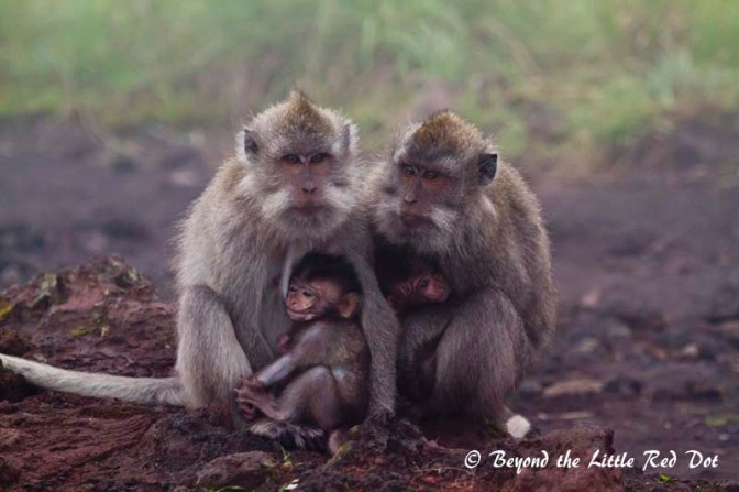 Some adorable monkeys were posing for us tourists.