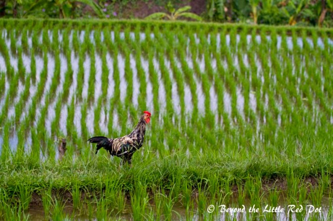 Another cockerel patrolling his owner's padi field.