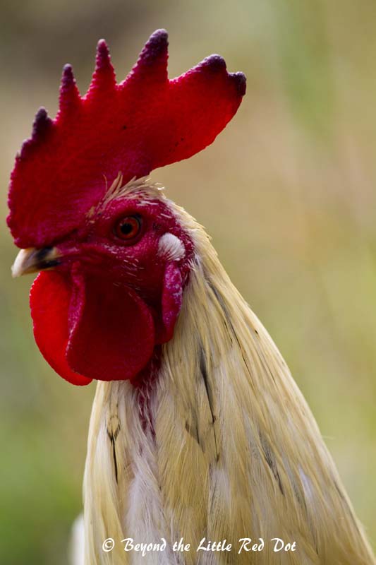 Ok, this is also technically a bird. A real handsome looking cockerel from someone's farm.