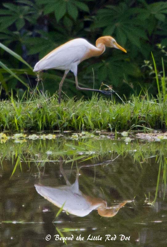 There were a lot of egrets and herons patrolling the padi fields for meals. Here is a cattle egret.