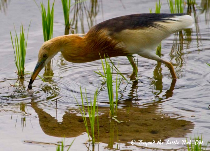 A Javan pond heron catching a frog for lunch.