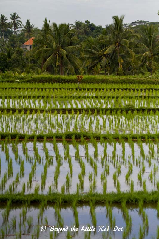 I guess this is what you would expect to see in Bali after watching 'Eat, Pray, Love'. 