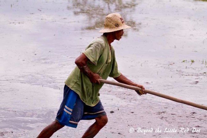One of the workers leveling the mud before planting the rice seedlings.