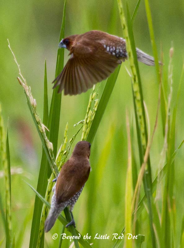 Scaly breasted munias were feeding on the rice grains. 
