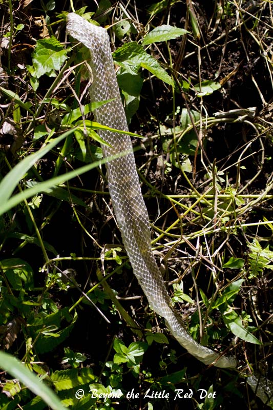 The shedded skin of a rice field snake.