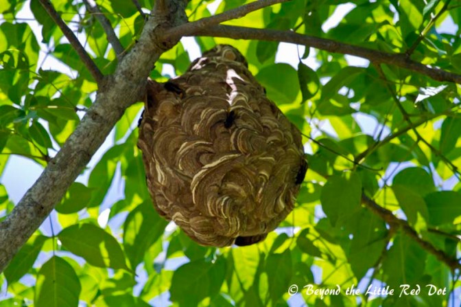 A wasps hive on a tree above our heads. The wasps were the size of my thumb.
