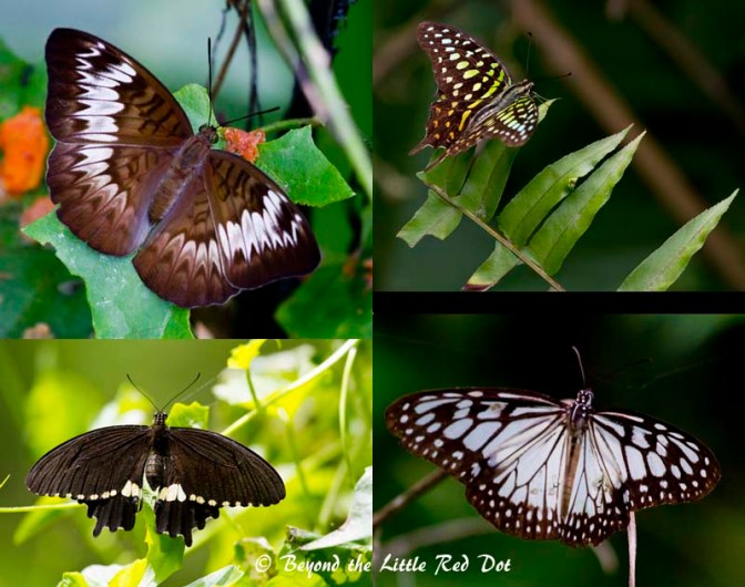 If you are a butterfly lover, then this would be really your lucky day.