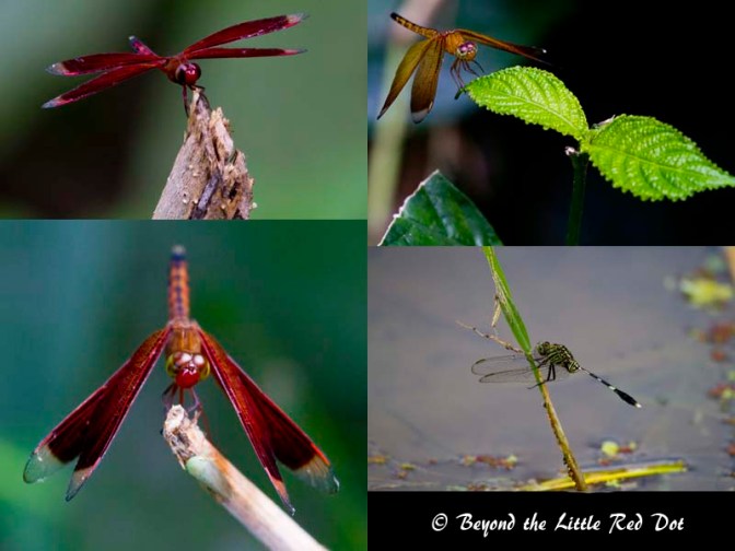 There were many dragonflies of various colours and species.