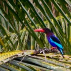 Bird Watching in Ubud, Bali
