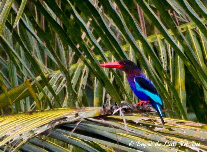 The Javan Kingfisher. I couldn't get close to it, since it would fly off once it saw me approaching within 50m of it.