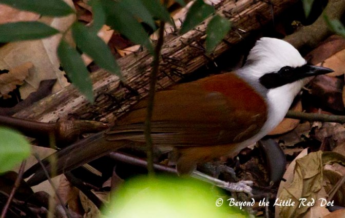 A laughing thrush. You can hear them calling which sounds like laughing.