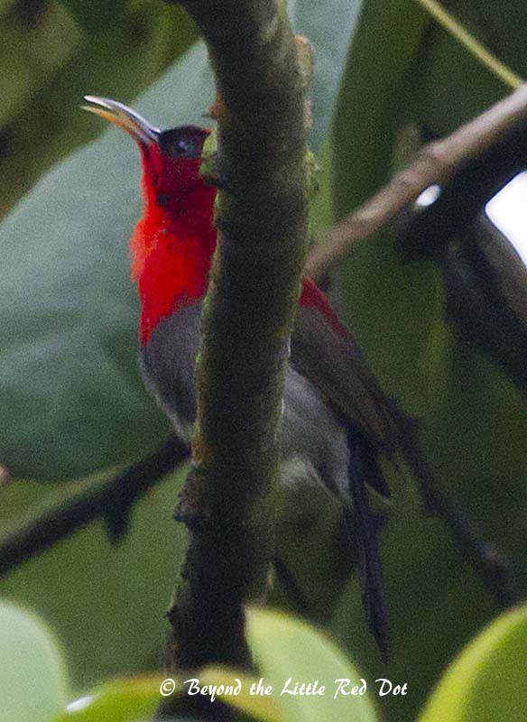 A crimson sunbird. Although this is national bird of Singapore, it is not as commonly seen as the other sunbirds.