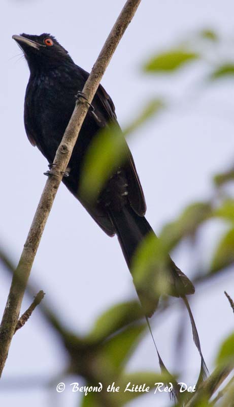 A greater racket-tailed drongo, one of the more exotic looking birds here.