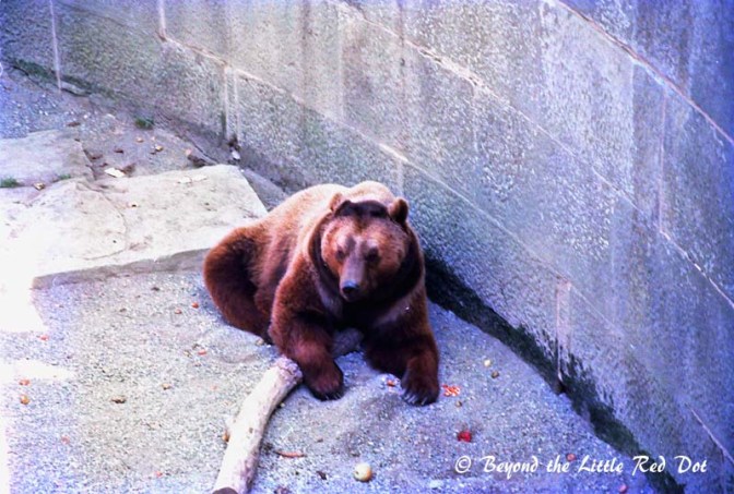 Bears are heraldic emblem of the city and there is bear pit that houses the city's bears. 