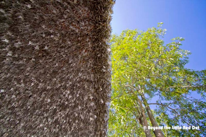 Silver leaves and real leaves.