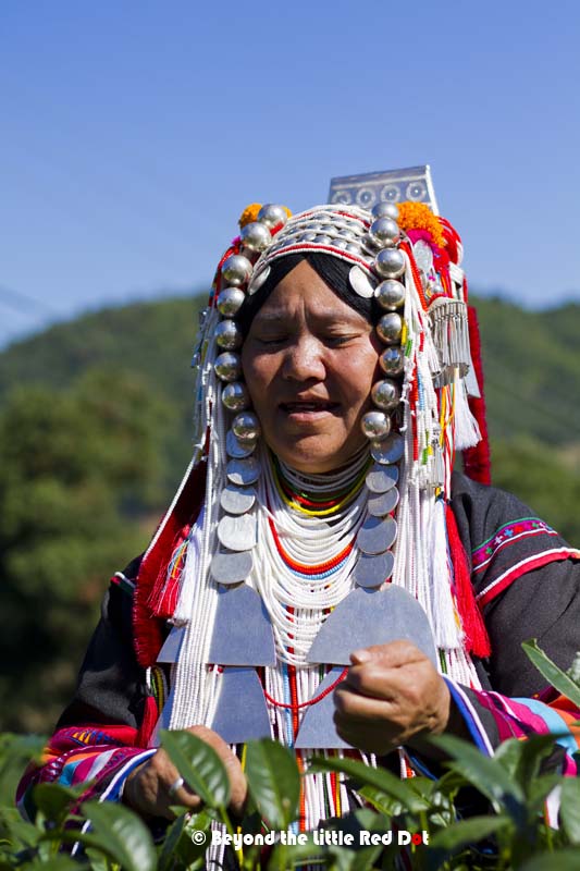 Later in the day we went to a tea plantation where a few Akha 'models' were harvesting tea leaves. While this makes for good photography, I don't think it's really practical for plucking tea leaves in 35°C heat.
