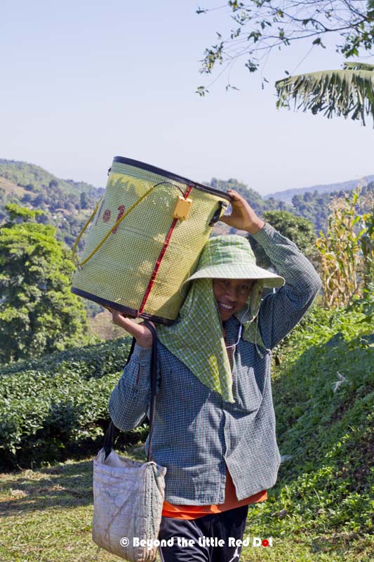 The real tea leave workers.