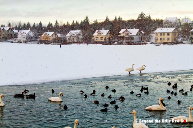 A small portion of The Pond is kept unfrozen by letting in hot water so that the ducks and geese can roost there. How thoughtful.