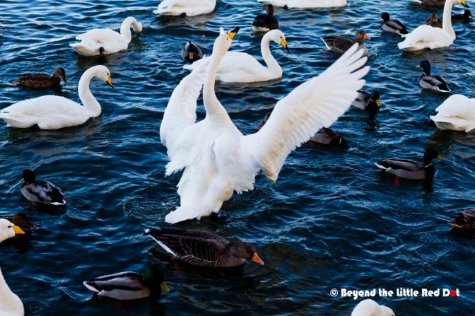 A happy geese. This photo was taken on another day when it was sunny.