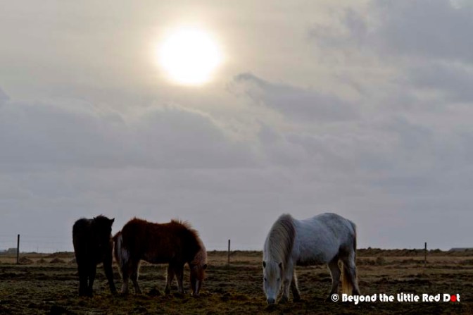 Those cute little Icelandic horses are all over the countryside. We stopped to have a photo opportunity with some of them.