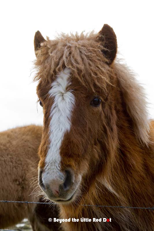 They are extremely friendly and like to cuddle up to humans.