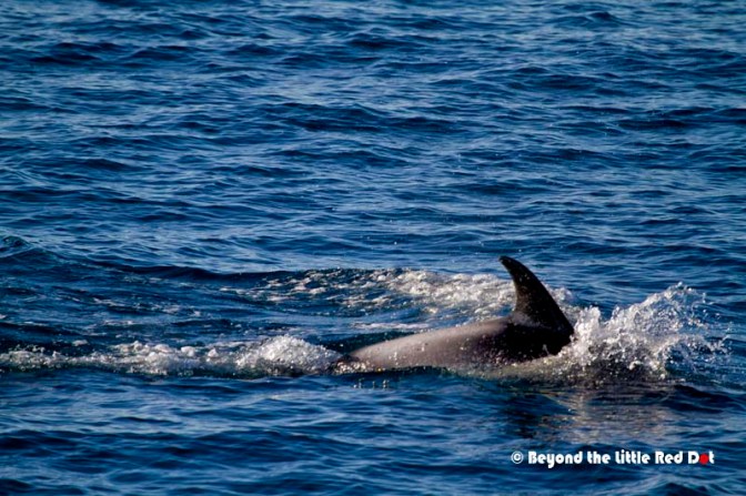 But we only saw a pod of dolphins, and very soon the excitement wore off and most of the people were below decks to get out of the freezing wind.