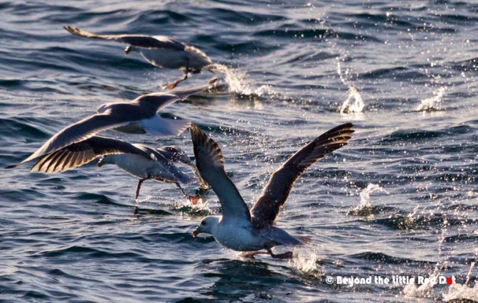 Sea birds are a sign of whales of dolphins as they feed on the leftover fish that are eaten by the leviathans.
