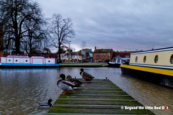 Ducks resting after a long day. 