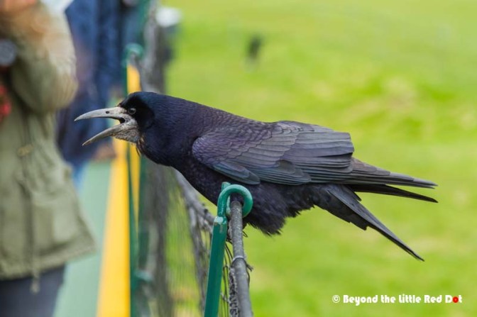 An over friendly rook that was asking the tourists for food.