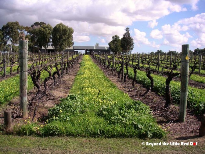 We visited a vineyard. But as it was winter, the harvest was long over and bare vines could only be seen.