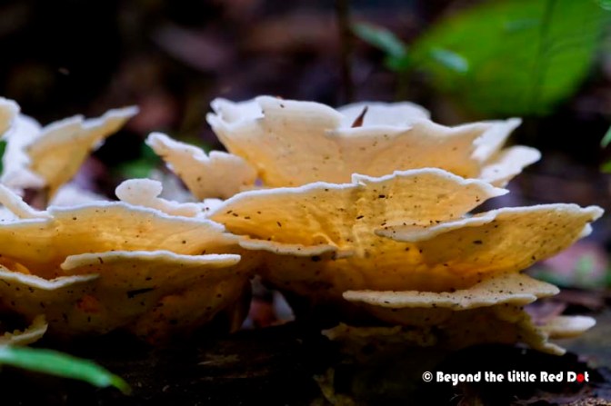 Another type of fungus growing on a tree stump.