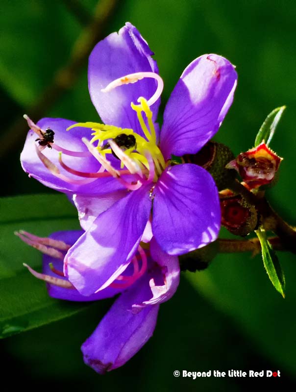 Some wild jungle flowers.