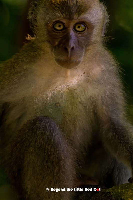 Daddy macaque was hiding inside the bushes nearby keeping watch. As you can see he isn't scared of me taking his photo. He was only 3m away.