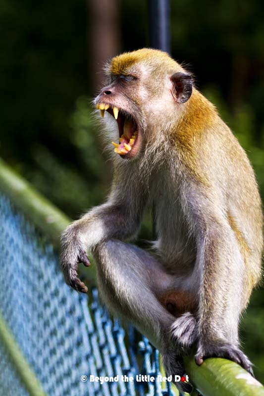 Doesn't look so cute now does it? Those teeth can do real damage if he decides to bite you.