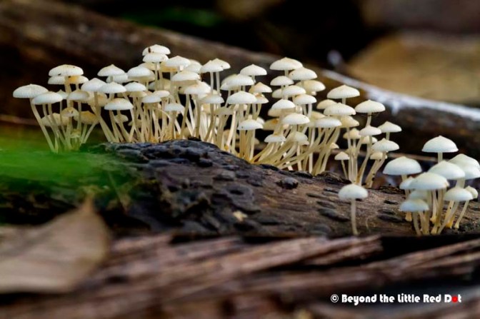 Mushrooms growing on fallen tree trunks.