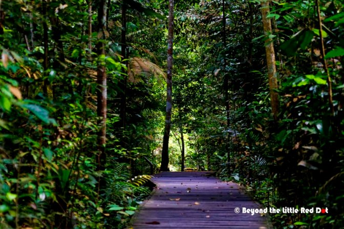 The wooden boardwalk after all the stairs climbing. My legs were really wobbly by this time.