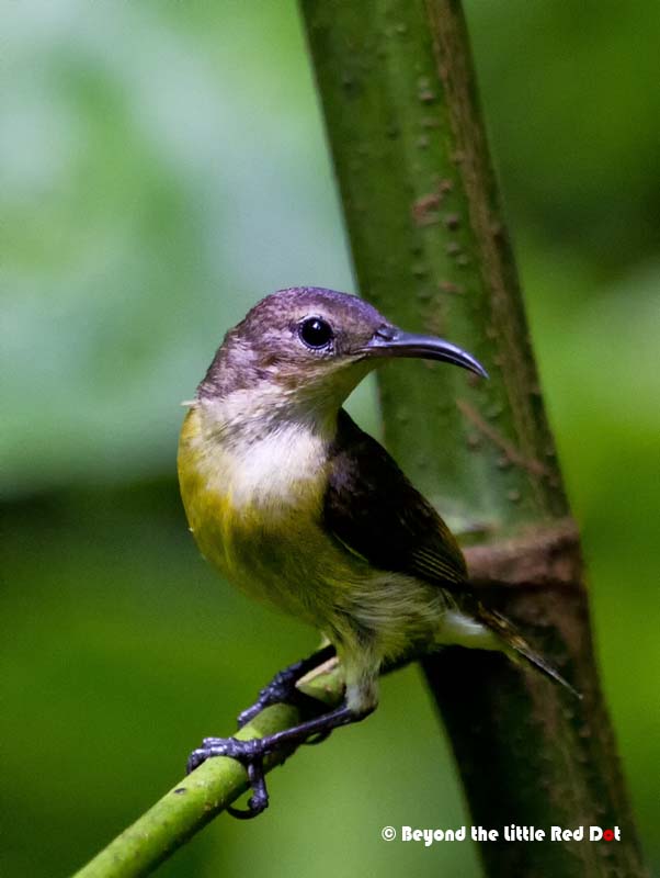 I only managed to get a good shot of this Sunbird on my way back to Venus Drive Carpark.