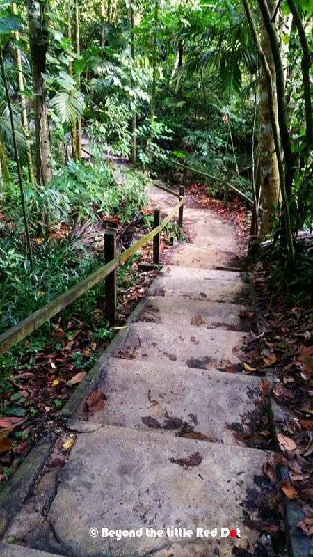 Concrete stairs and crumbling house foundations show traces of what was once a small village (kampong) that has since been abandoned and slowly being reclaimed by the forest.