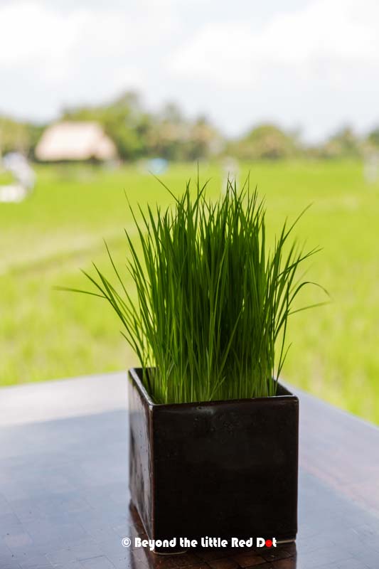 They actually have real rice seedlings on the table.
