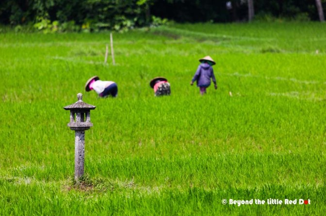 Yes, I do feel guilty eating while they work in the fields.